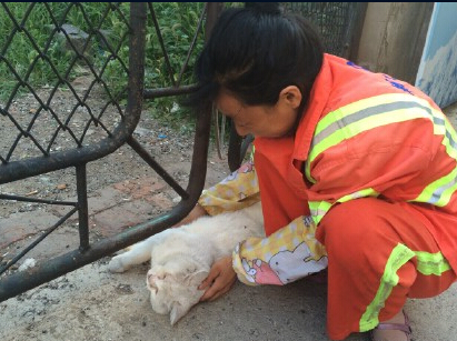 最萌环卫女工路边喂流浪猫 引网友疯转
