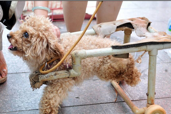 狗主人为爱犬制造轮椅引围观群众一片赞