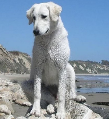 库瓦斯犬怎么喂养 该犬的饲养要素