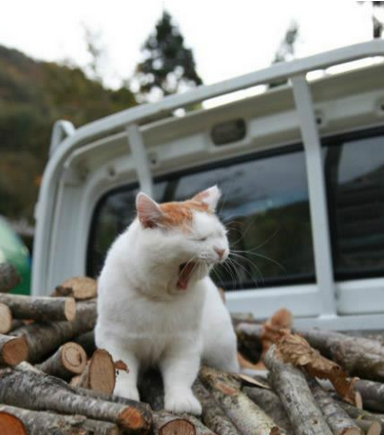 喵滴，肿么没人来生堆火取取暖