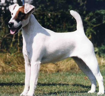 平毛猎狐梗的性格 该犬天性机敏活泼