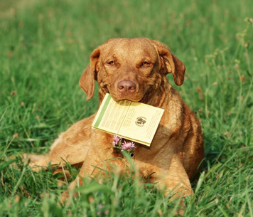 乞沙比克猎犬多少钱 该犬种体格强壮