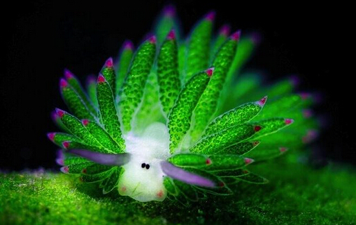 巴厘岛发现海兔呆萌神似卡通形象