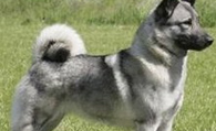 挪威猎麋犬多少钱 是一种勇敢的灰色猎犬