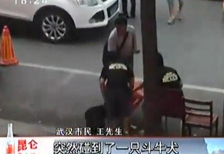 宠物斗牛犬当街紧咬小猴不放 主人因此大打出手