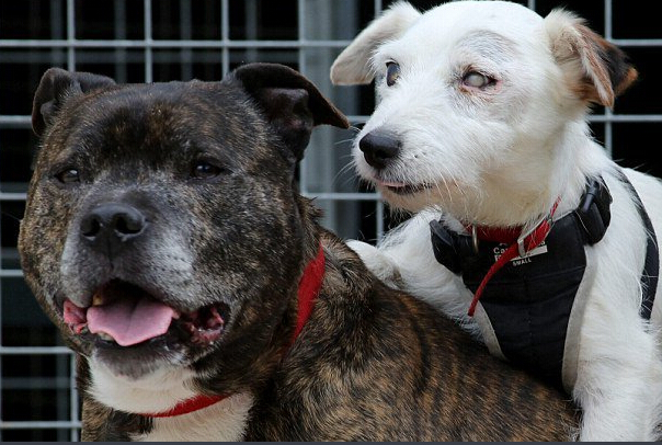 流浪狗照顾失明同伴的故事：你是我的眼