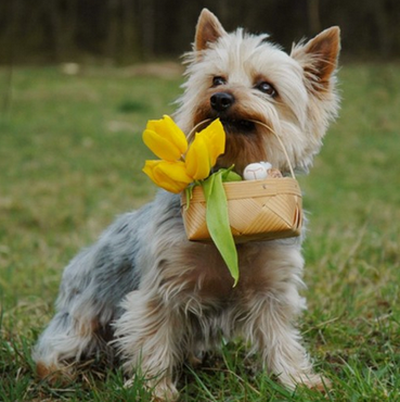 丝毛梗的日常护理 该犬被毛容易缠结