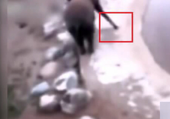 大象身体爆炸 瞬间粉碎化成血水