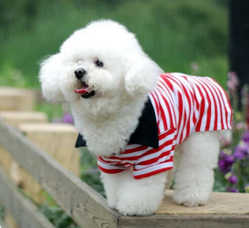 九江一马路有一只神奇小狗会“唱歌”