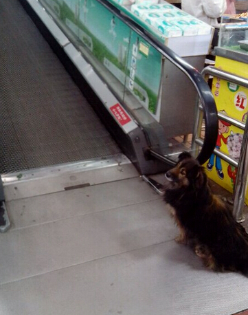 自动扶梯再出事故 夹住狗狗小腿