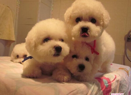 带狗到宠物诊所注射疫苗结果导致狗狗瘫痪