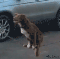 在铁链上练习平衡力的小狗