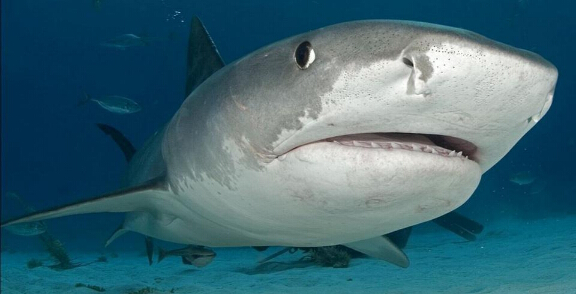 澳大利亚冲浪胜地 6米虎鲨被捕杀血腥场面曝光