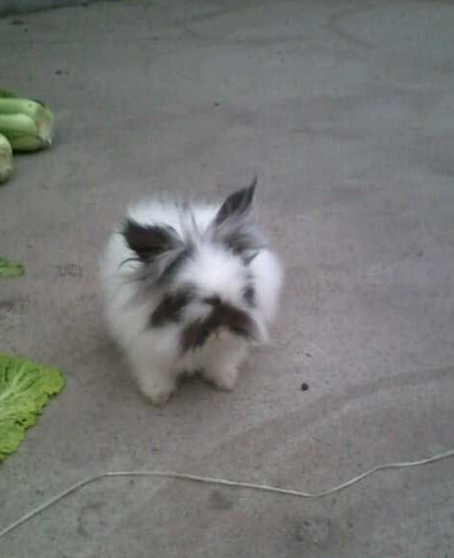 这就是传说中的兔爷吗？