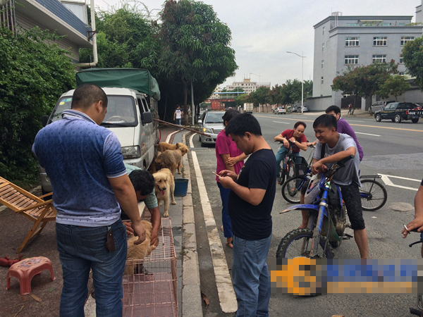 狗贩子为了吸顾客用大铁链拴住了四五条大型犬