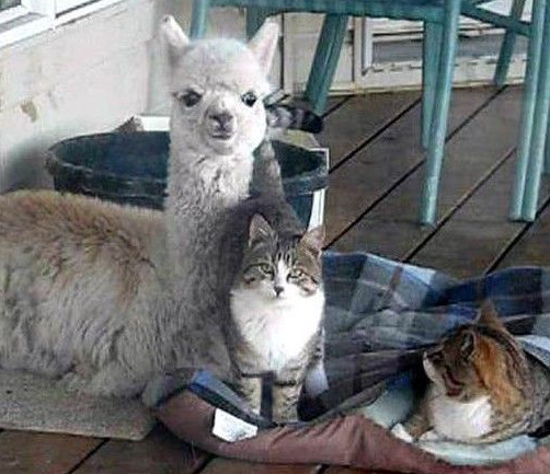 undefined{{pos:,w:,h:}}