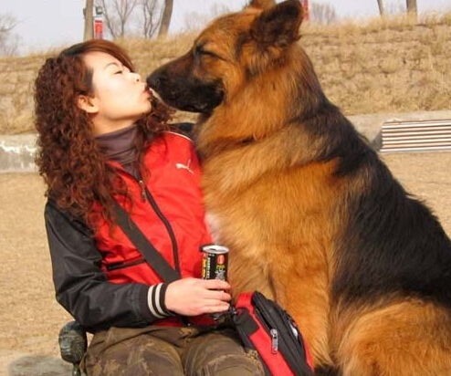 爱犬走丢 狗主人微信圈散步消息2天找回