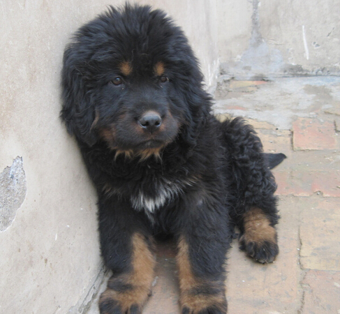 居民楼竟然饲养了六只藏獒 吓坏周围住户