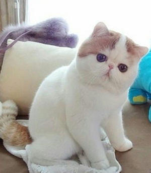 我就这样萌萌的看着你