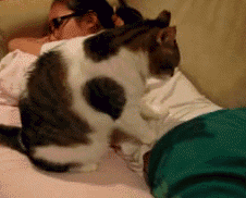 家里养这样的猫咪真是福音呐