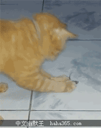 汤姆又被杰瑞骗了～