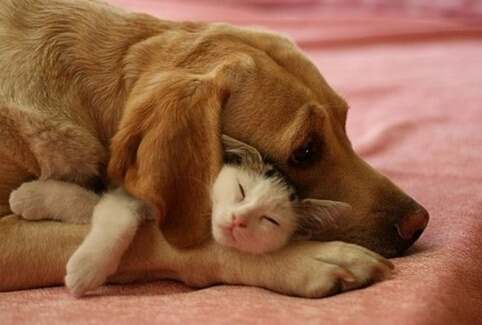 科学解释 猫狗渊源千万年钱已开始