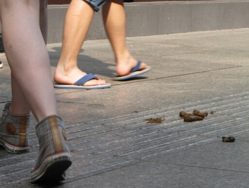 狗狗撒欢破坏绿地 广场提出“宠物禁止入内”