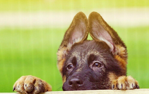 狗狗火场被救 事后“亲吻”战士感恩