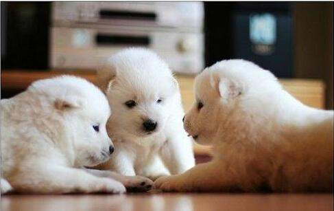 太疯狂！爱狗人士为养狗把儿子寄养到父母家