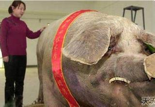 世界上最大的兔子是什么品种 动物之最：世界上最大的蛇