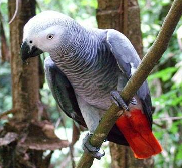 非洲灰鹦鹉饲养 要有足够空间以供活动