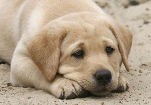 面临就业压力 众多大学生抢捡狗大便的工作