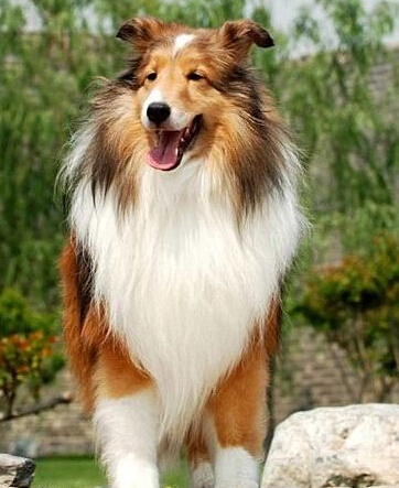 苏牧公园走丢 等了一个月终于等来主人