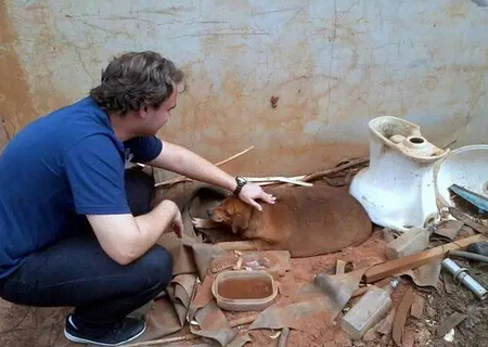 它本可能最幸福的流浪狗 却因爱心差点送命