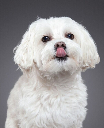 狗狗舔鼻子照片曝光 超可爱萌坏众人