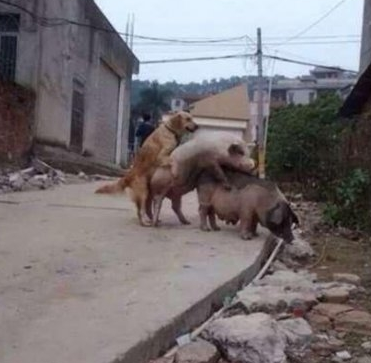 光天化日下做这等伤风败俗的事！你们这些畜生！