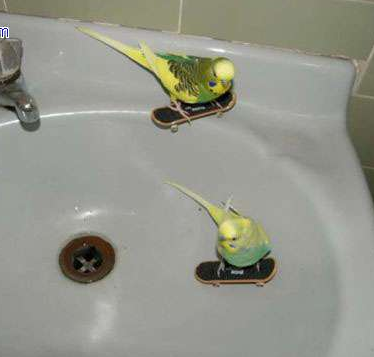 你们也在玩滑板吗