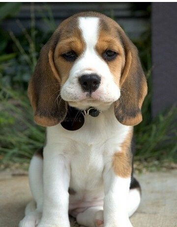 愤怒！政府部门公然下令毒杀上万条流浪狗