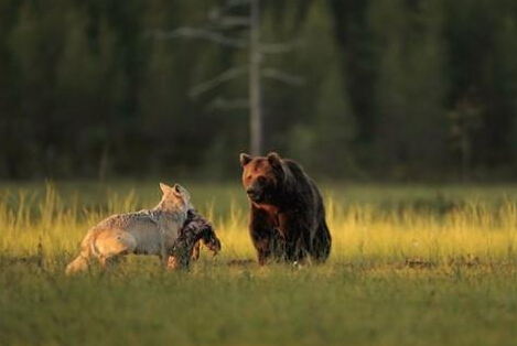 狗狗冲进火场救幼猫 跨物种的无私爱