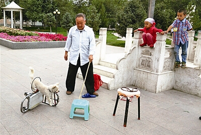 金毛成为小明星超萌 爱叼篮子去买菜