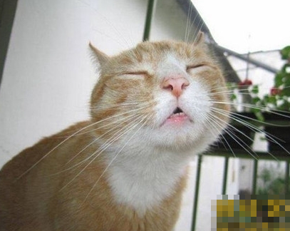 女孩子闭上眼睛就是让你亲她的嘛 那女喵星人呢