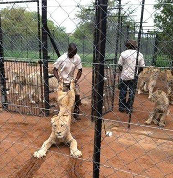 你不能那么熊，你可是兽中之王啊