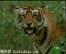 老虎也会卖萌