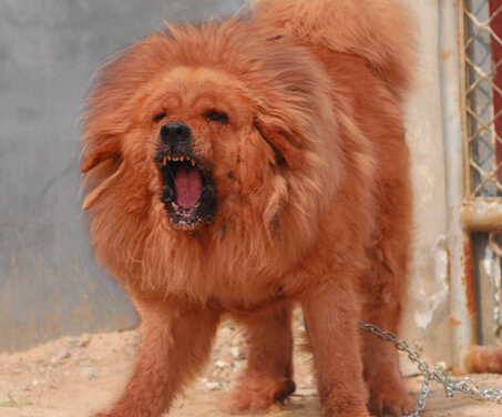 女大学生饲养30只藏獒 只为对狗狗的热爱