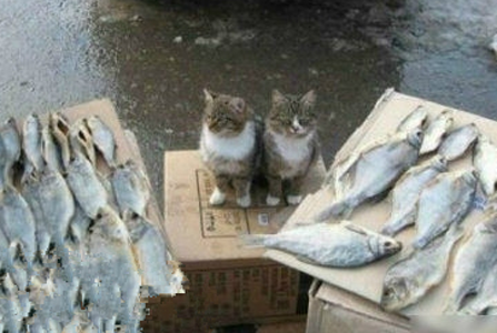 两位老板，这鱼怎么卖？” “不卖！自己吃的，就是拿出来晒一下