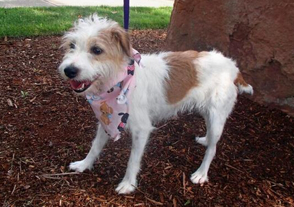 狗狗被困深沟5周 靠猫咪送食物终获救