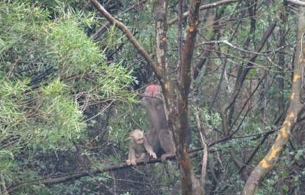 “大圣”驾到 闹街小猴骑金毛 网友：太可爱