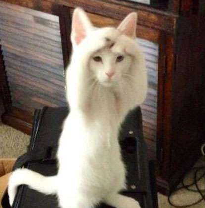 主银，原谅我吧，我把鱼缸里的金鱼吃了！