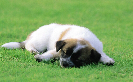 狗狗不幸走失并且出车祸 幸亏得爱宠人士救助