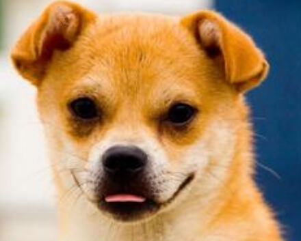 政府部门整治犬患引众多市民的争议不满